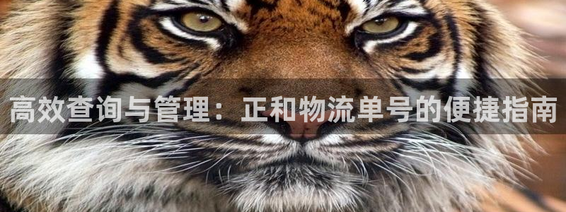 豪门国际链接来一个：高效查询与管理：